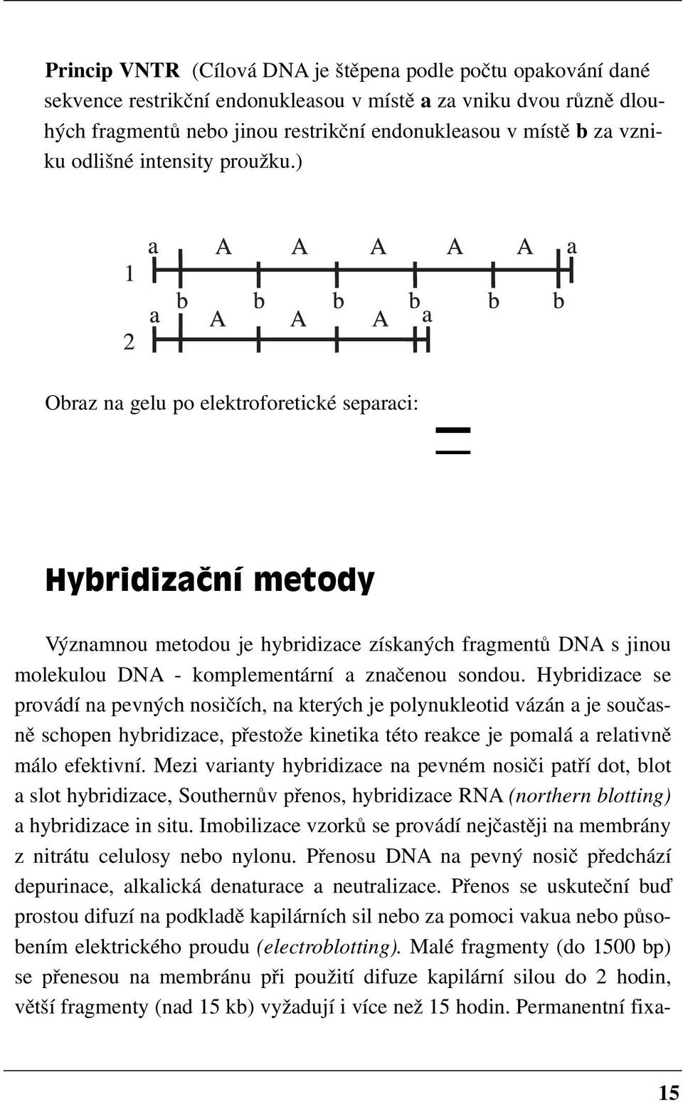 ) Obraz na gelu po elektroforetické separaci: Hybridizaèní metody Významnou metodou je hybridizace získaných fragmentů DNA s jinou molekulou DNA komplementární a značenou sondou.