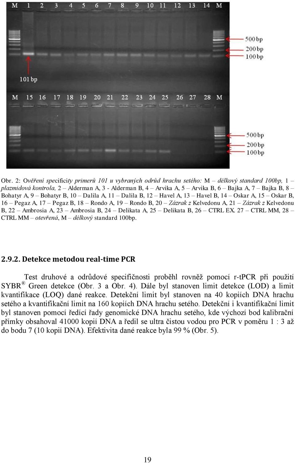 Ambrosia A, 23 Ambrosia B, 24 Delikata A, 25 Delikata B, 26 CTRL EX. 27 CTRL MM, 28 CTRL MM otevřená, M délkový standard 100bp. 2.9.2. Detekce metodou real-time PCR Test druhové a odrůdové specifičnosti proběhl rovněž pomocí r-tpcr při použití SYBR Green detekce (Obr.