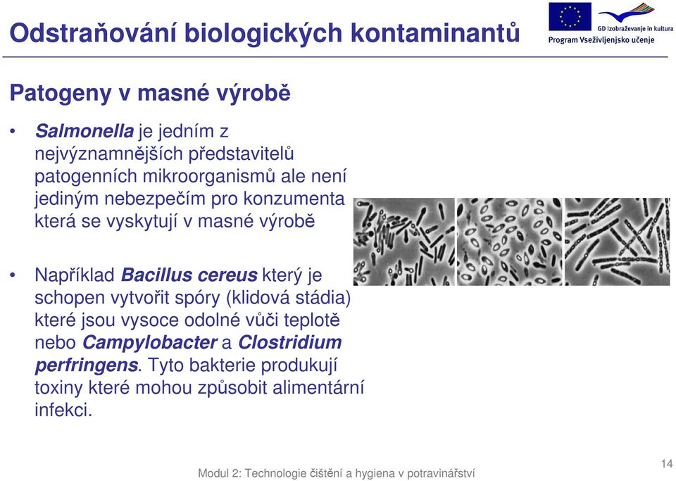 výrobě Například Bacillus cereus který je schopen vytvořit spóry (klidová stádia) které jsou vysoce odolné vůči