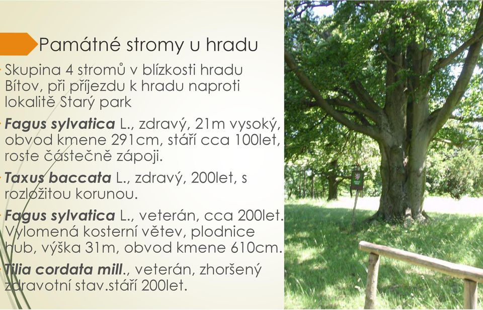 Taxus baccata L., zdravý, 200let, s rozložitou korunou. Fagus sylvatica L., veterán, cca 200let.