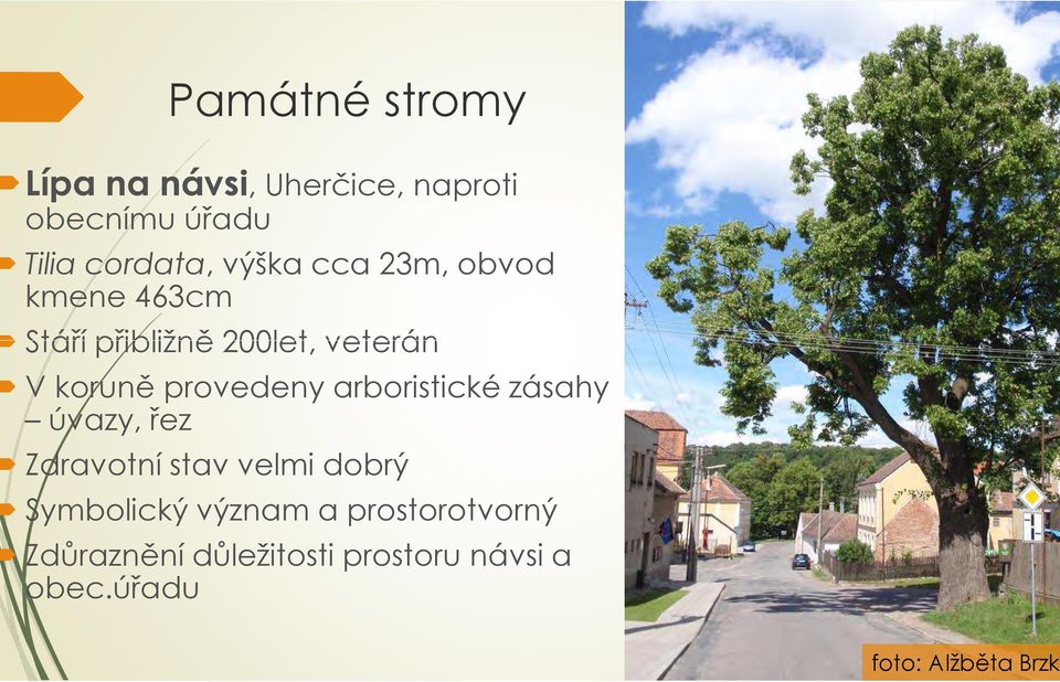 veterán V koruně provedeny arboristické zásahy úvazy, řez Zdravotní stav velmi