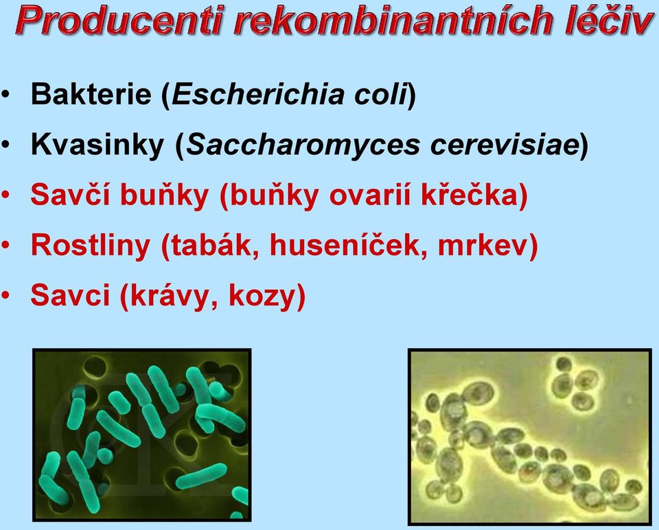 buňky (buňky ovarií křečka) Rostliny