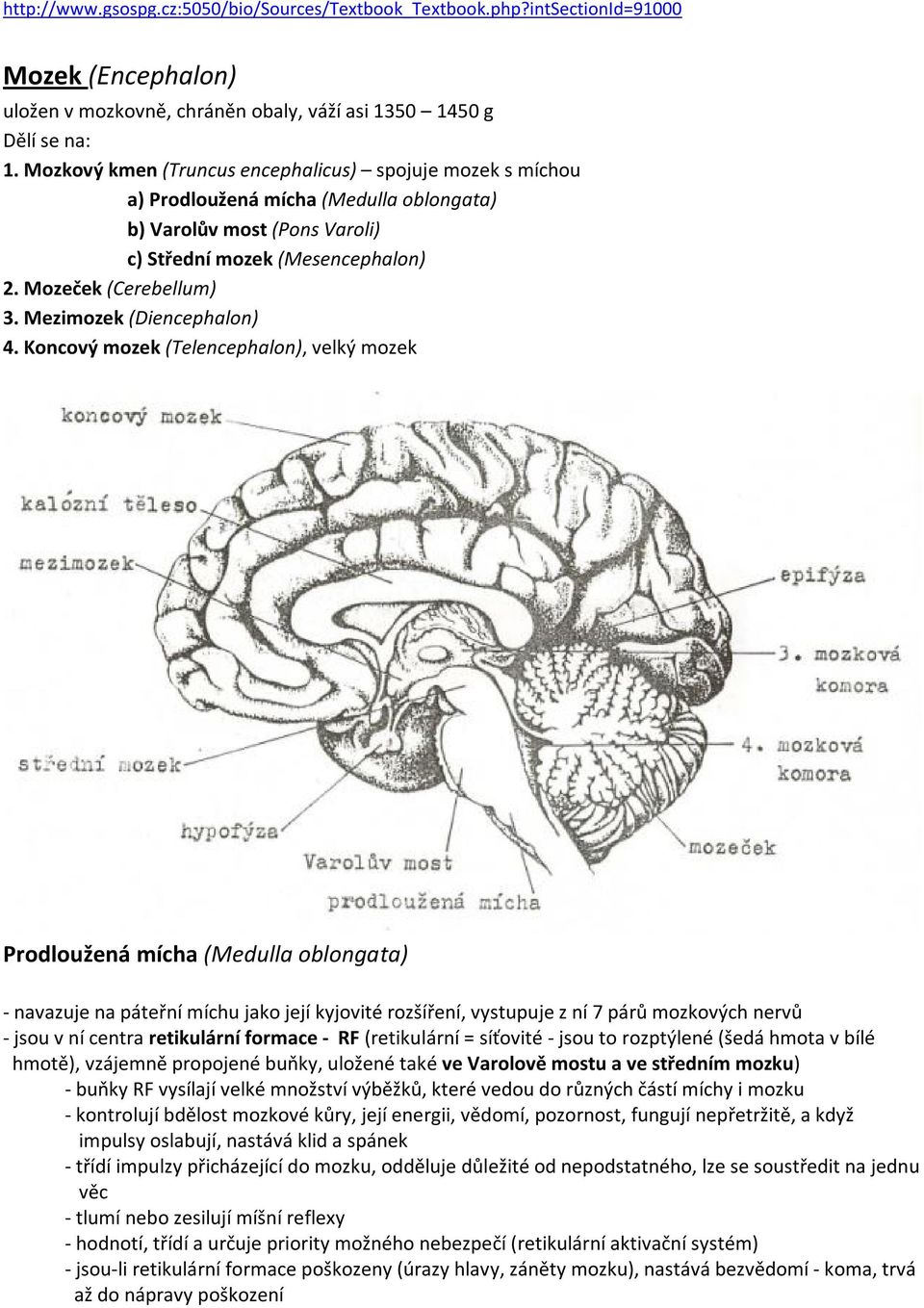 Mezimozek (Diencephalon) 4.