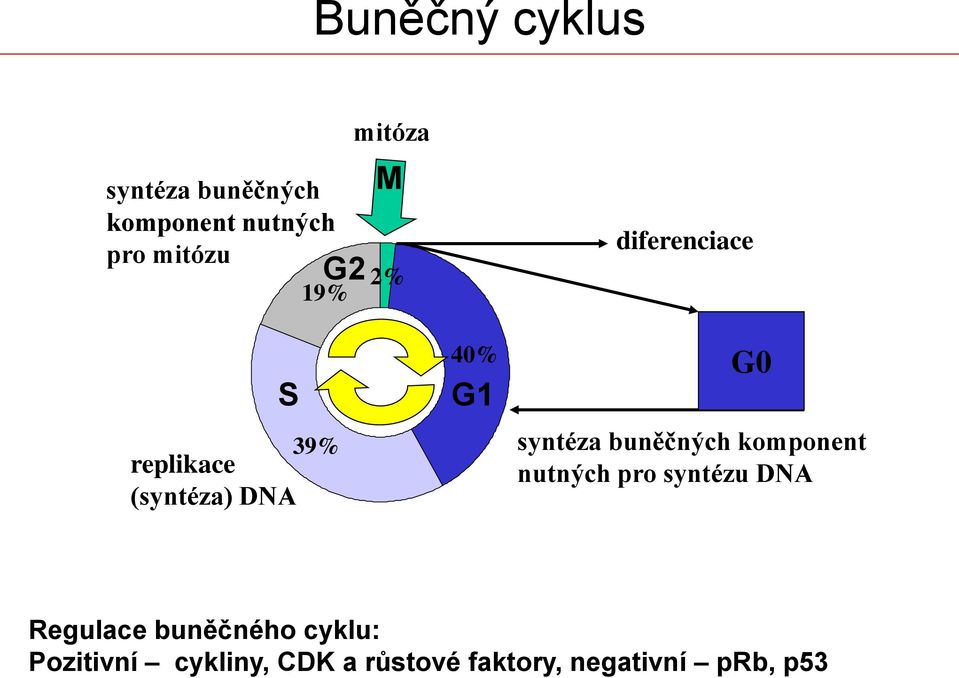 G0 syntéza buněčných komponent nutných pro syntézu DNA Regulace