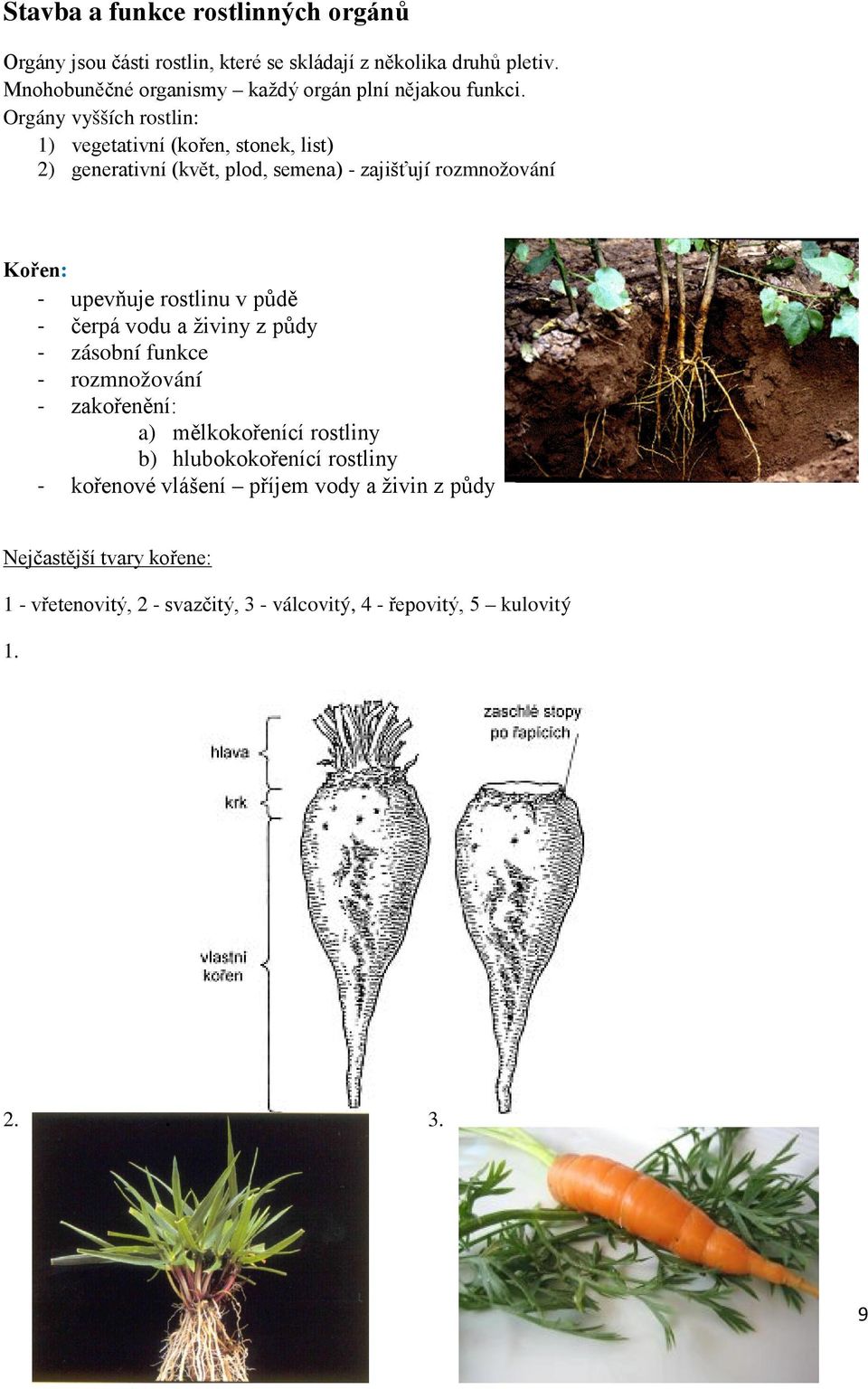Orgány vyšších rostlin: 1) vegetativní (kořen, stonek, list) 2) generativní (květ, plod, semena) - zajišťují rozmnožování Kořen: - upevňuje rostlinu