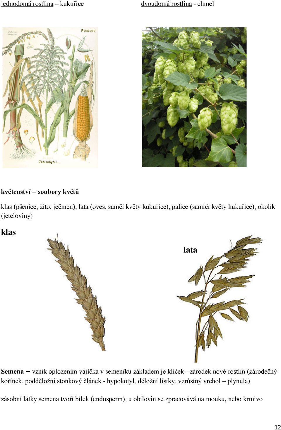 vajíčka v semeníku základem je klíček - zárodek nové rostlin (zárodečný kořínek, podděložní stonkový článek - hypokotyl,