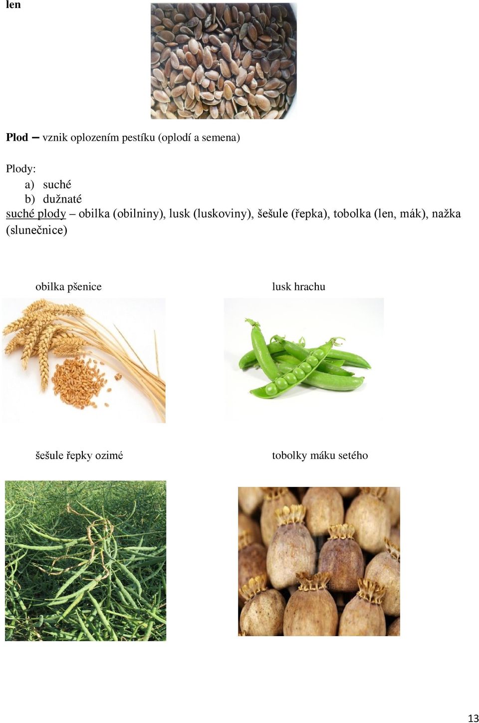 (luskoviny), šešule (řepka), tobolka (len, mák), nažka