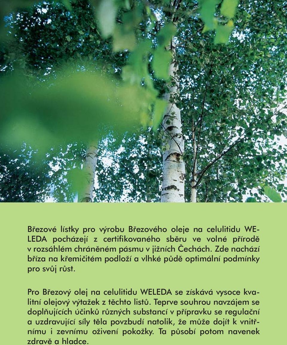 Pro Březový olej na celulitidu WELEDA se získává vysoce kvalitní olejový výtažek z těchto listů.