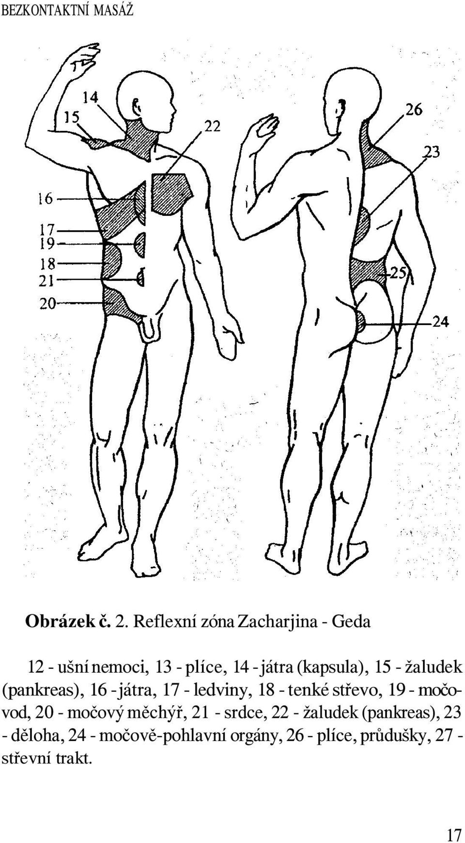 15 - žaludek (pankreas), 16 - játra, 17 - ledviny, 18 - tenké střevo, 19 - močovod,