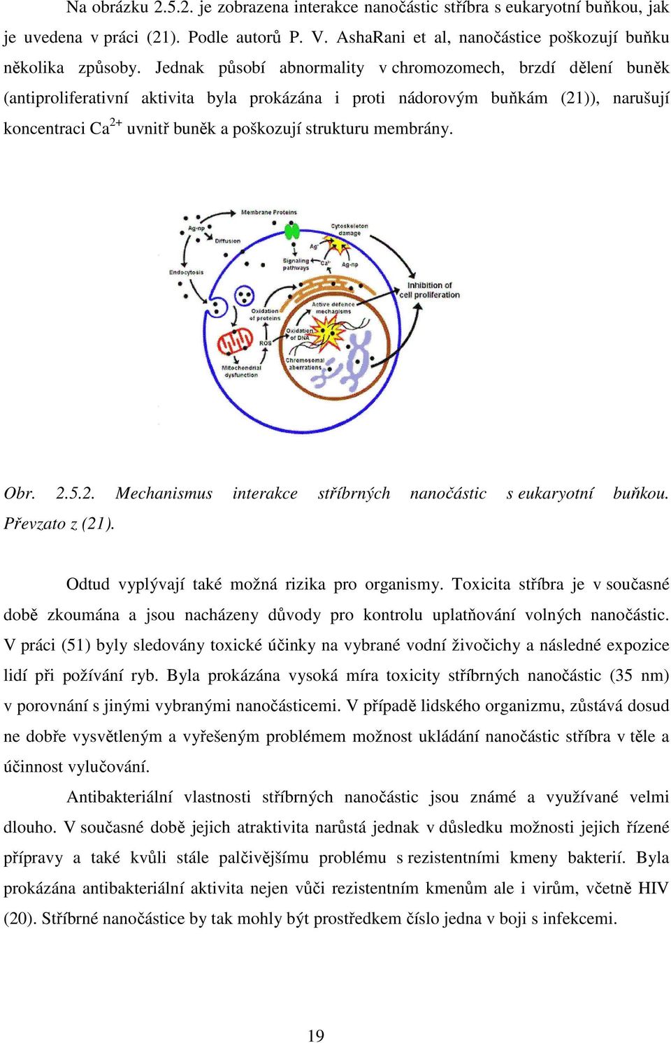 membrány. Obr. 2.5.2. Mechanismus interakce stříbrných nanočástic s eukaryotní buňkou. Převzato z (21). Odtud vyplývají také možná rizika pro organismy.