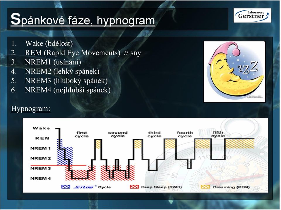 NREM1 (usínání) 4. NREM2 (lehký spánek) 5.