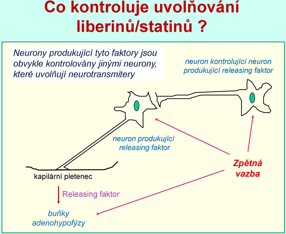 které uvolňují neurotransmitery neuron kontrolující neuron produkující