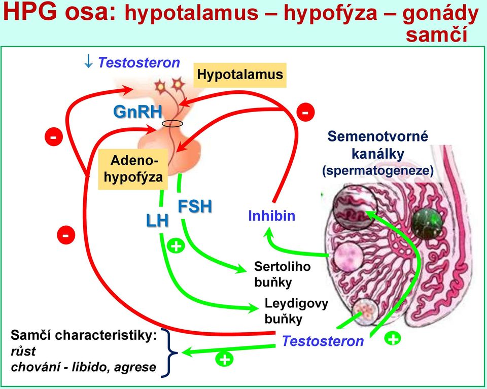 (spermatogeneze) - LH FSH + Inhibin Sertoliho buňky Samčí