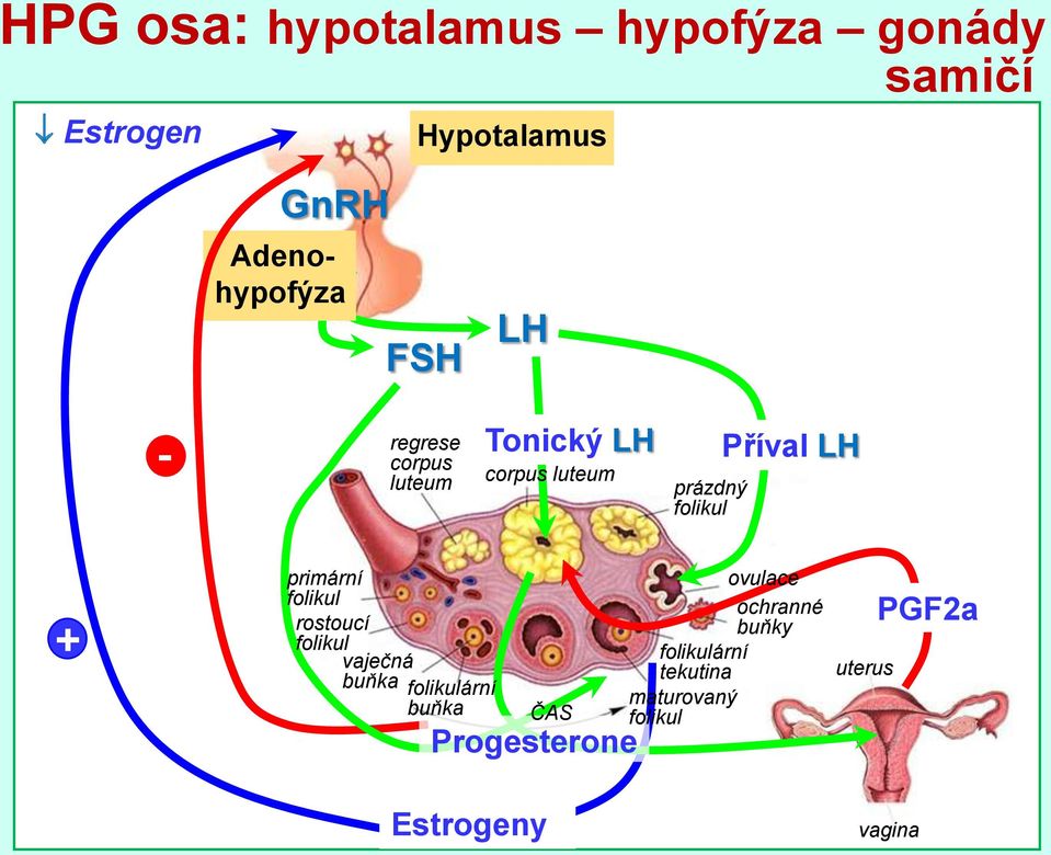 primární folikul rostoucí folikul vaječná buňka folikulární buňka Progesterone