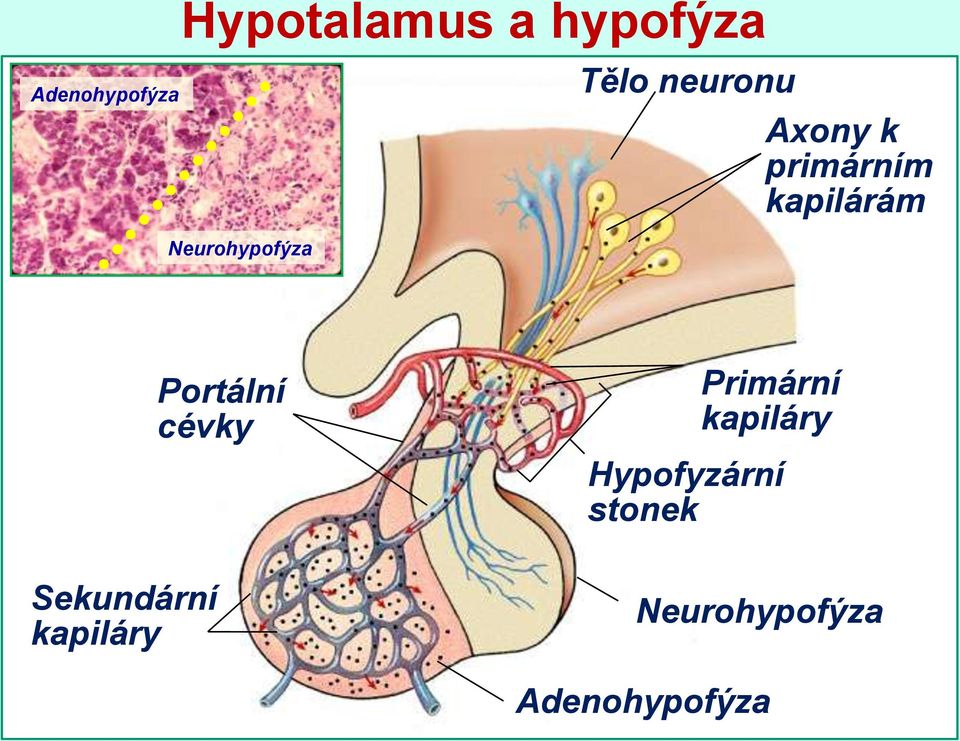 Neurohypofýza Portální cévky Primární kapiláry