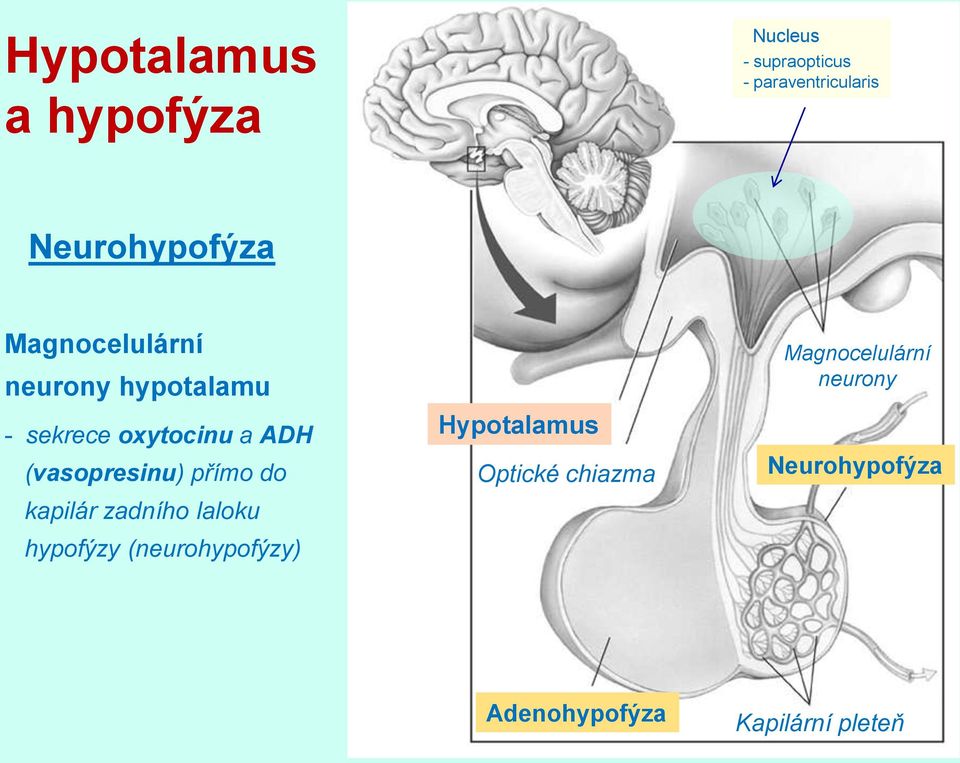 (vasopresinu) přímo do kapilár zadního laloku hypofýzy (neurohypofýzy)