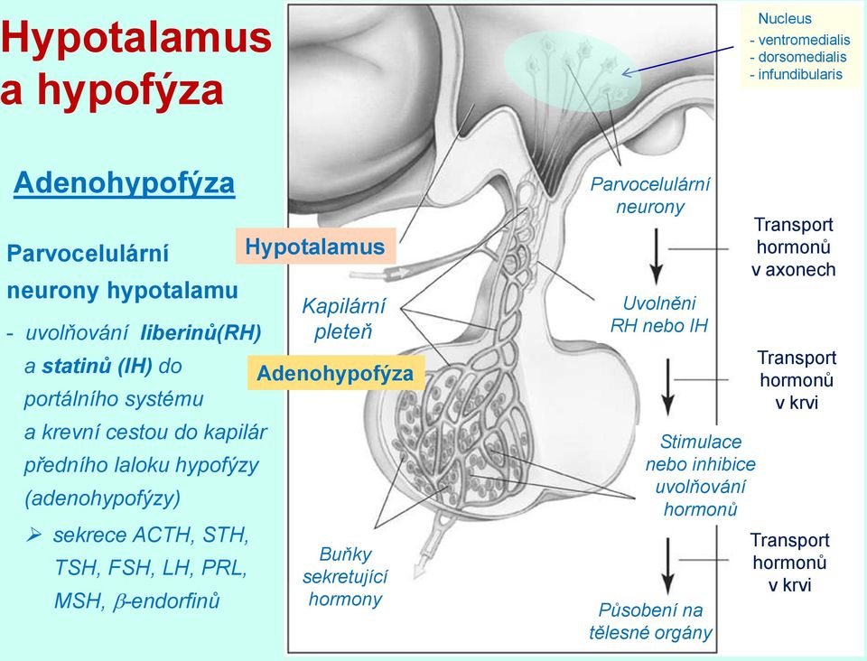 FSH, LH, PRL, MSH, -endorfinů Hypotalamus Kapilární pleteň Adenohypofýza Buňky sekretující hormony Parvocelulární neurony Uvolněni RH nebo IH