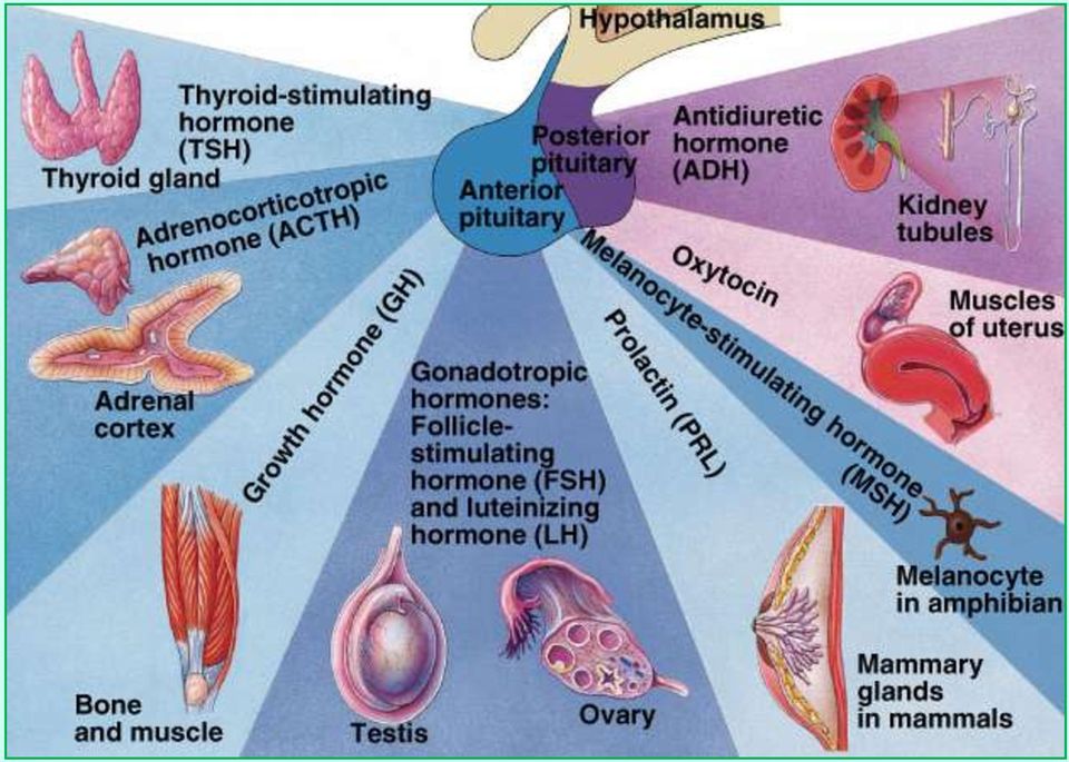 Gland