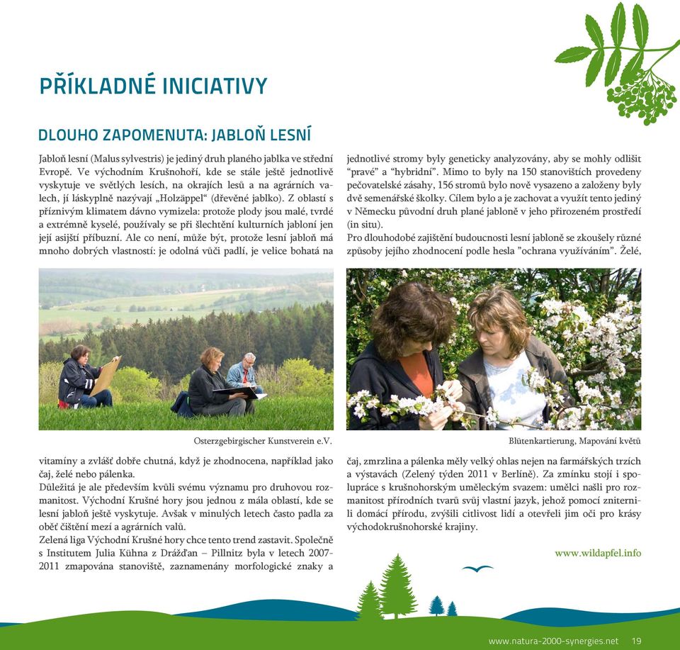 Z oblastí s příznivým klimatem dávno vymizela: protože plody jsou malé, tvrdé a extrémně kyselé, používaly se při šlechtění kulturních jabloní jen její asijští příbuzní.