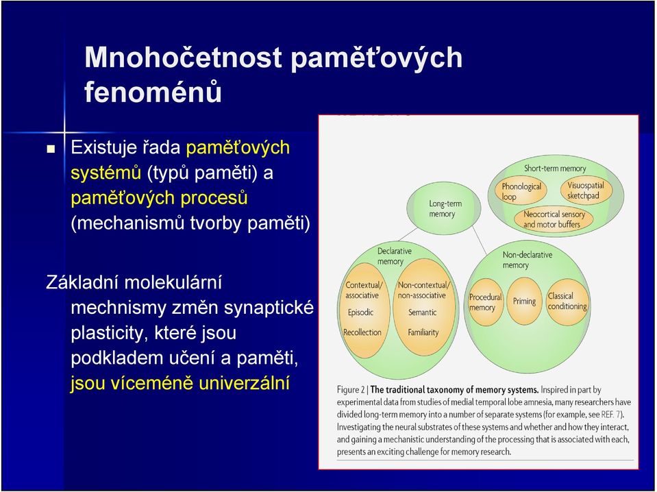 paměti) Základní molekulární mechnismy změn synaptické