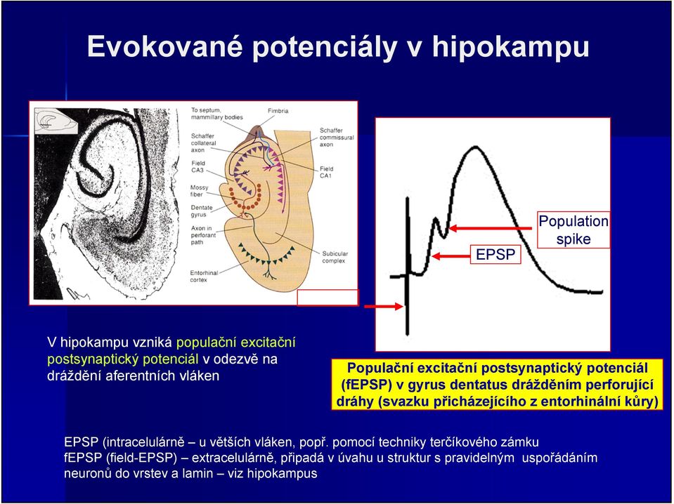 perforující dráhy (svazku přicházejícího z entorhinální kůry) EPSP (intracelulárně u větších vláken, popř.