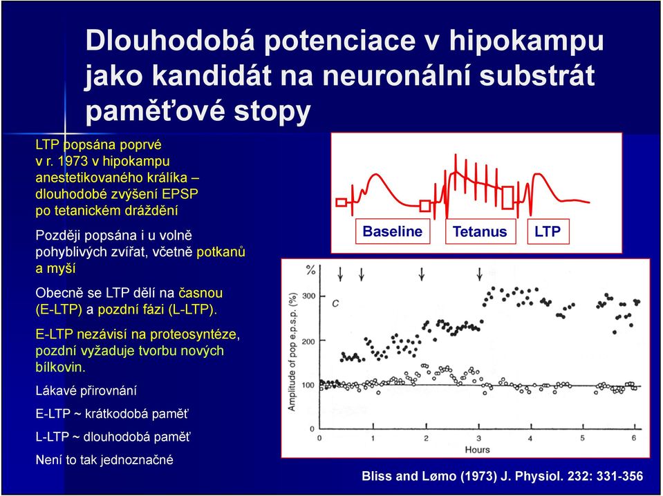 včetně potkanů a myší Obecně se LTP dělí na časnou (E-LTP) a pozdní fázi (L-LTP).