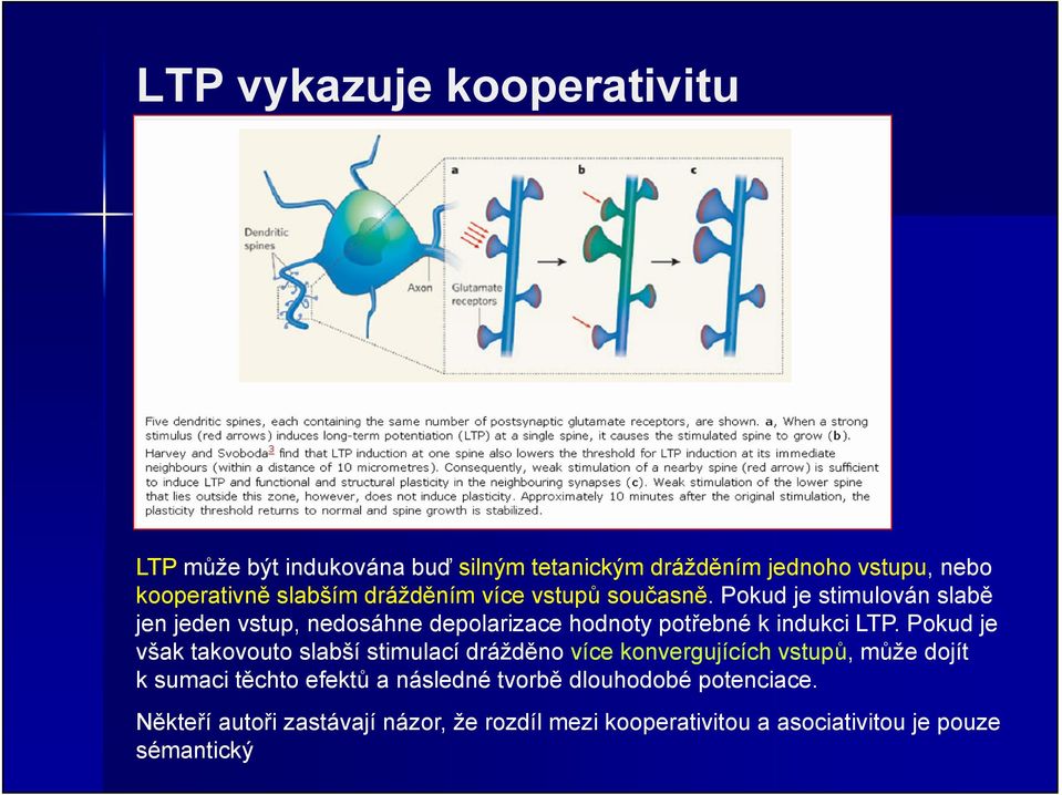 Pokud je stimulován slabě jen jeden vstup, nedosáhne depolarizace hodnoty potřebné k indukci LTP.