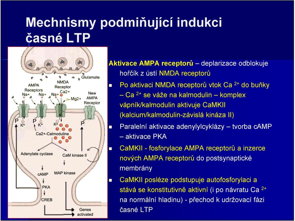 aktivace adenylylcyklázy tvorba camp aktivace PKA CaMKII - fosforylace AMPA receptorů a inzerce nových AMPA receptorů do postsynaptické membrány