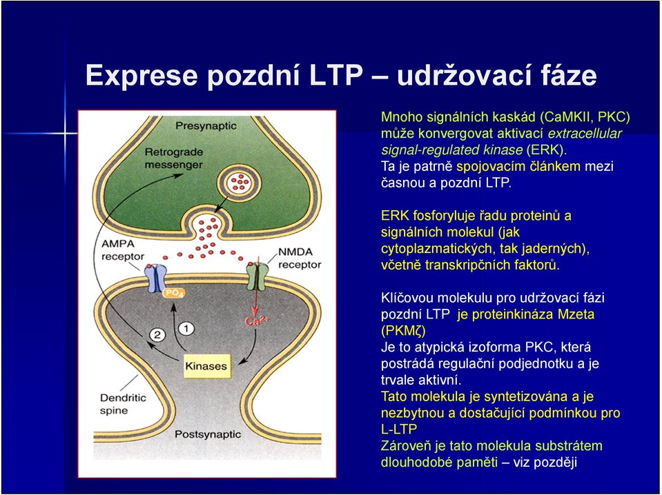 ERK fosforyluje řadu proteinů a signálních molekul (jak cytoplazmatických, tak jaderných), včetně transkripčních faktorů.