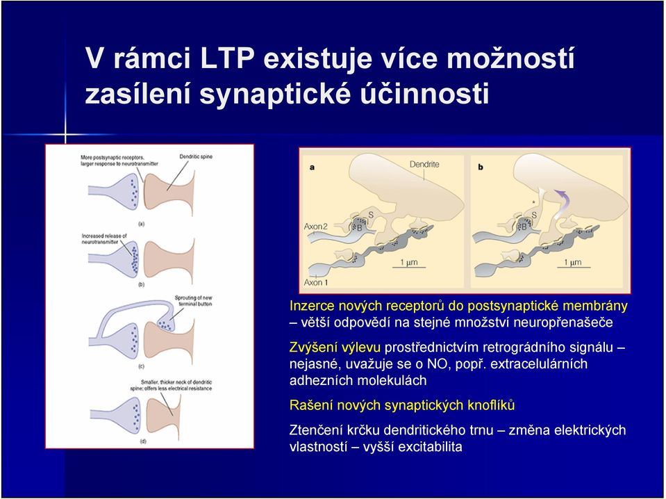 prostřednictvím retrográdního signálu nejasné, uvažuje se o NO, popř.