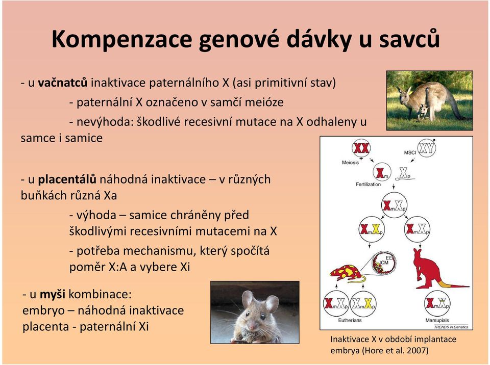 různá Xa -výhoda samice chráněny před škodlivými recesivními mutacemi na X -potřeba mechanismu, který spočítá poměr X:A a