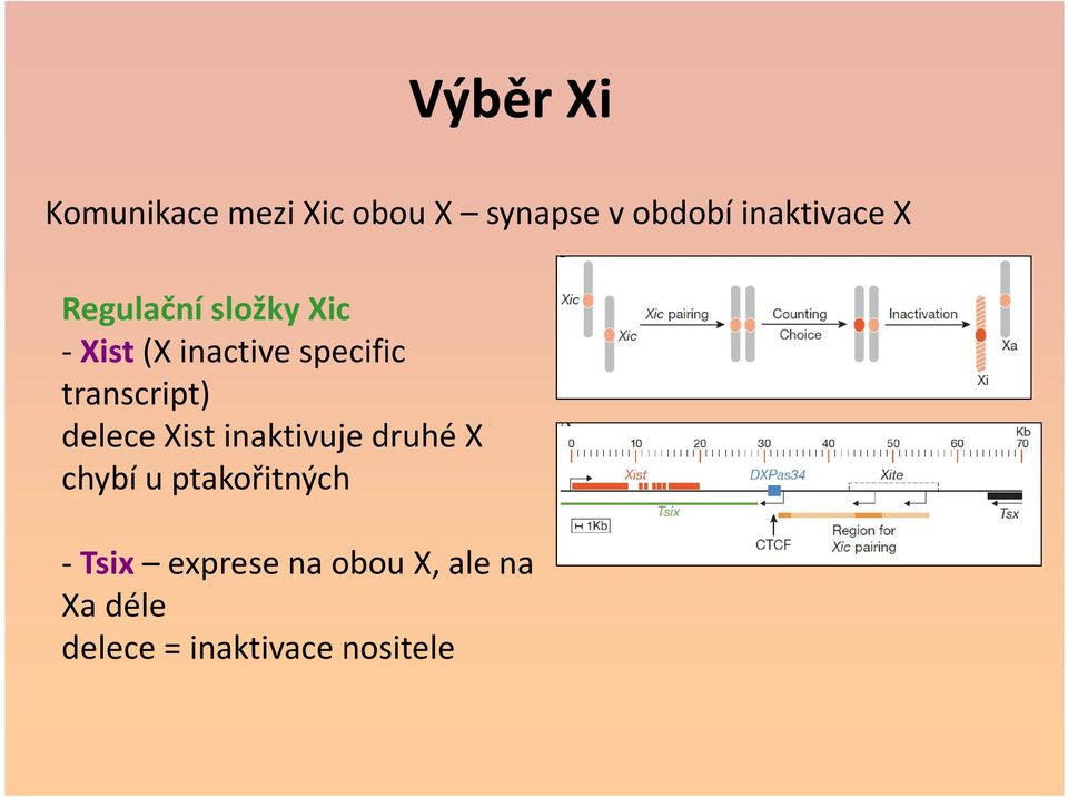 transcript) delece Xist inaktivuje druhé X chybí u