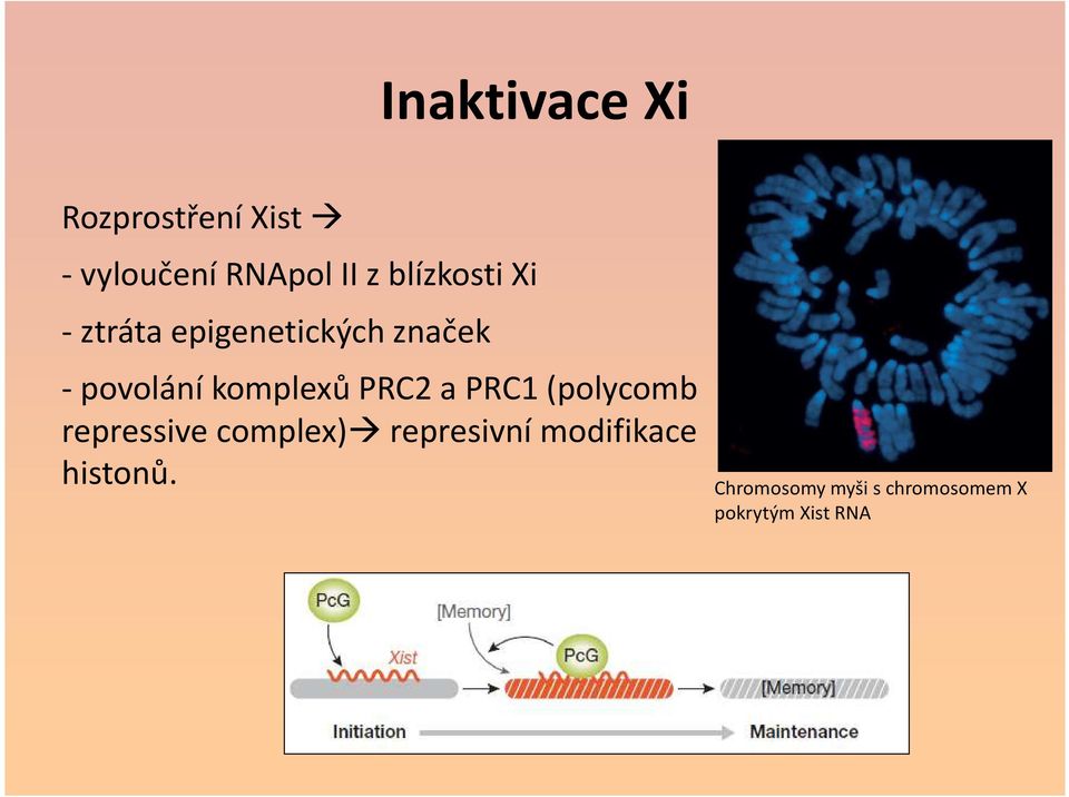 komplexů PRC2 a PRC1 (polycomb repressive