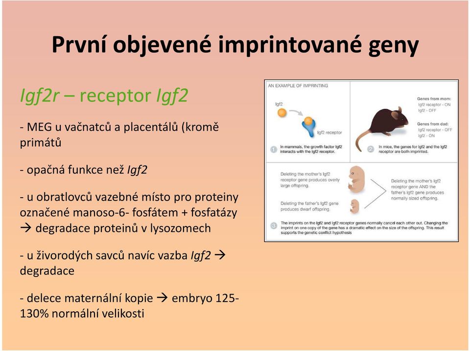 označené manoso-6-fosfátem+ fosfatázy degradace proteinů v lysozomech -u živorodých