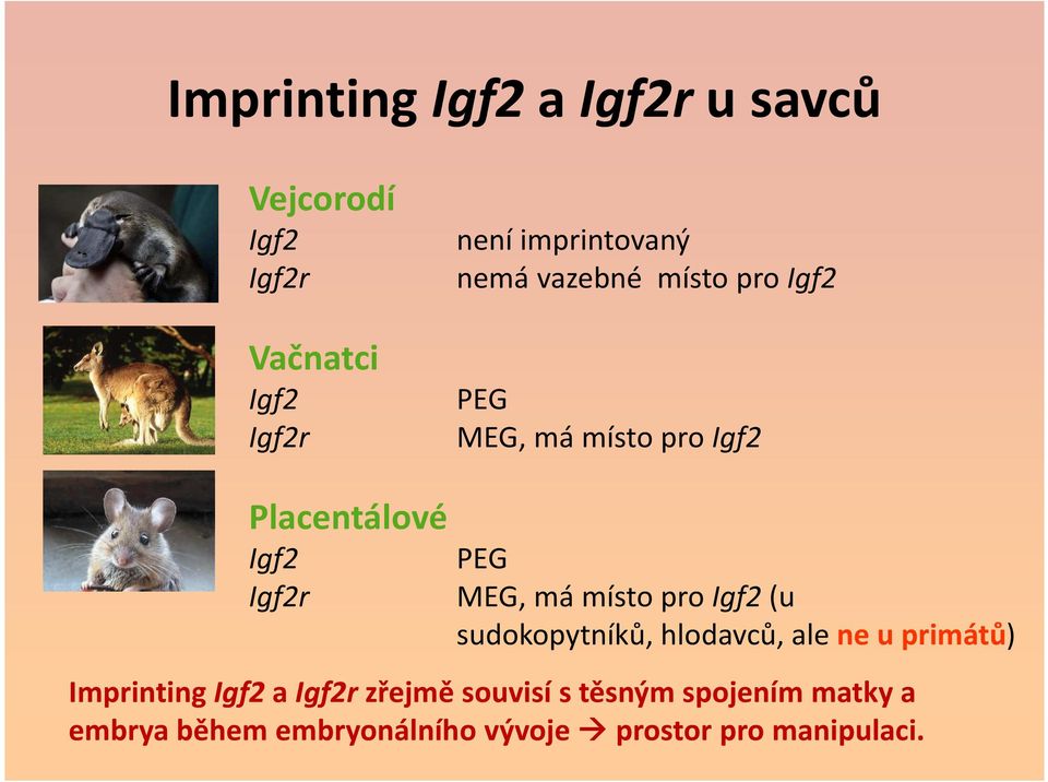 místo pro Igf2(u sudokopytníků, hlodavců, ale ne u primátů) Imprinting Igf2 a Igf2r zřejmě