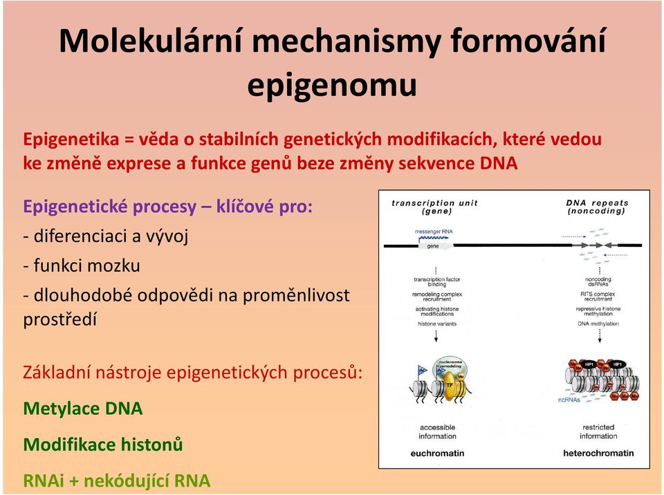 procesy klíčové pro: - diferenciaci a vývoj - funkci mozku -dlouhodobé odpovědi na proměnlivost