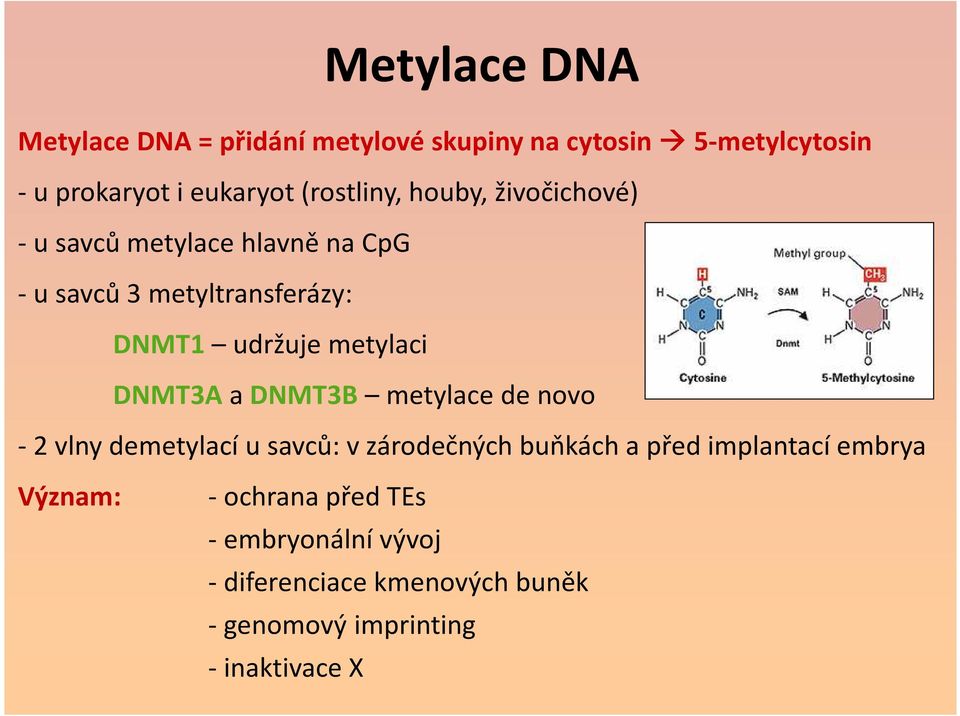 metylaci DNMT3Aa DNMT3B metylace de novo - 2 vlny demetylací u savců: v zárodečných buňkách a před implantací