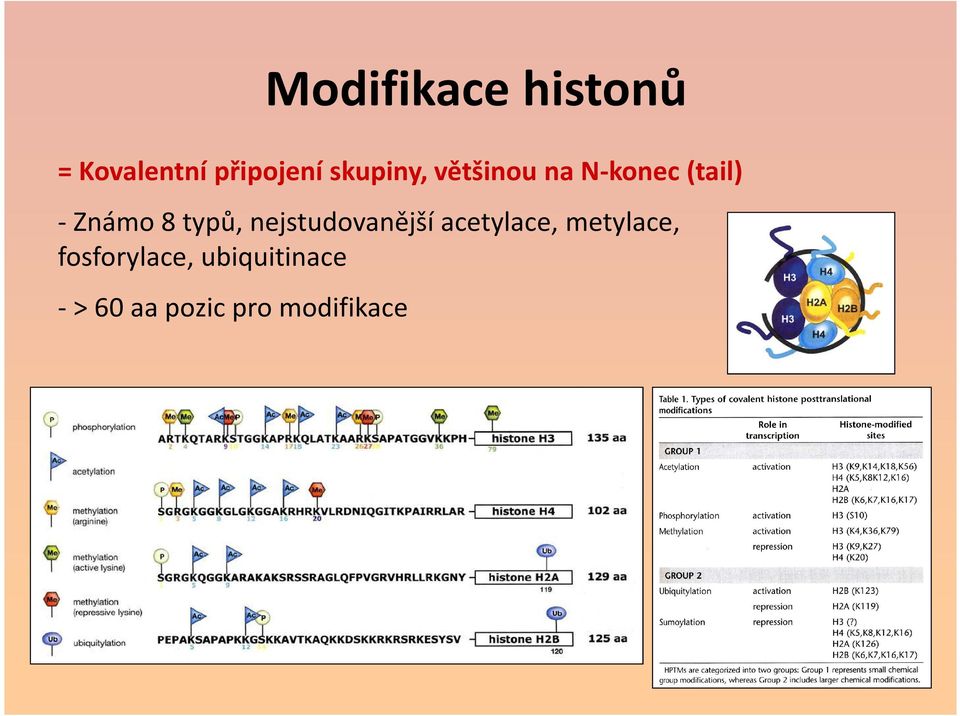 typů, nejstudovanější acetylace, metylace,