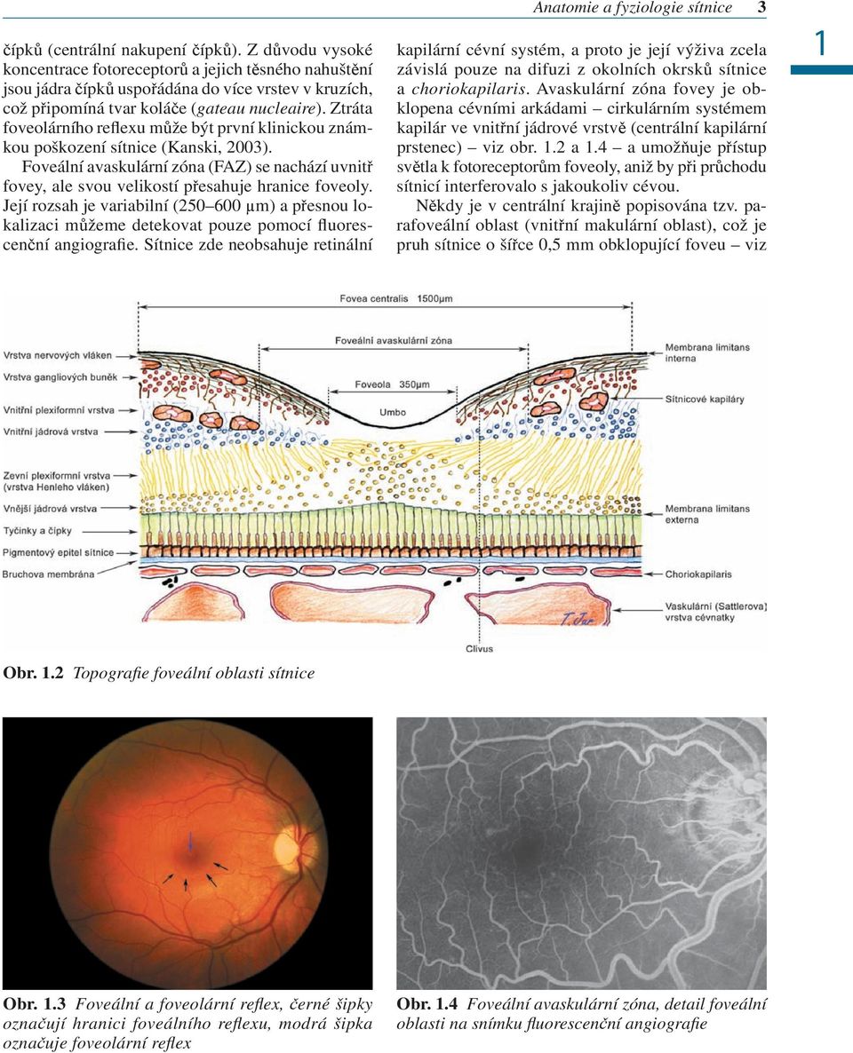 Ztráta foveolárního reflexu může být první klinickou známkou poškození sítnice (Kanski, 2003). Foveální avaskulární zóna (FAZ) se nachází uvnitř fovey, ale svou velikostí přesahuje hranice foveoly.