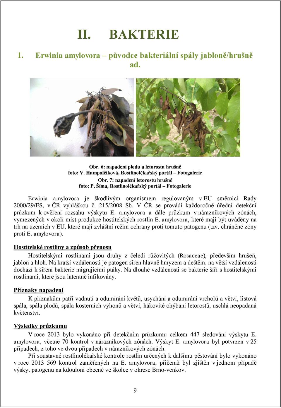 V ČR se provádí každoročně úřední detekční průzkum k ověření rozsahu výskytu E. amylovora a dále průzkum v nárazníkových zónách, vymezených v okolí míst produkce hostitelských rostlin E.