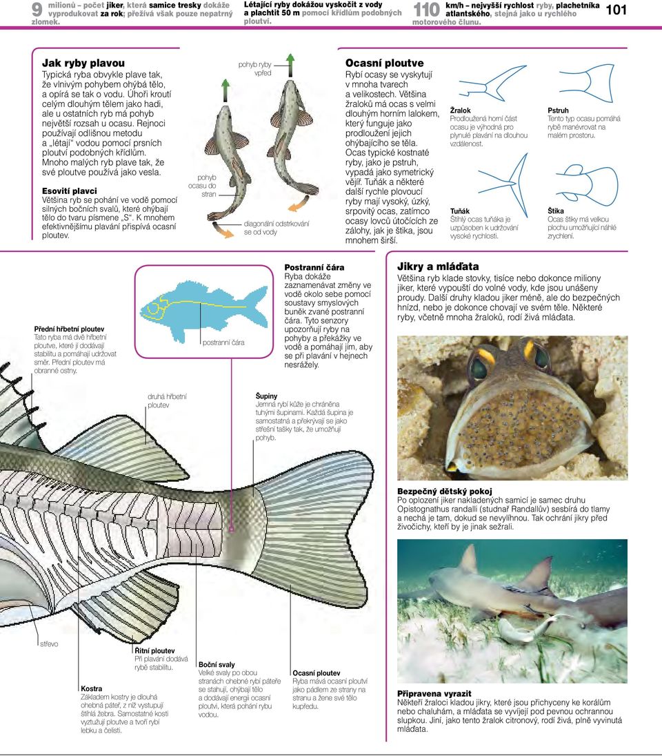 101 Jak ryby plavou Typická ryba obvykle plave tak, že vlnivým pohybem ohýbá tělo, a opírá se tak o vodu.
