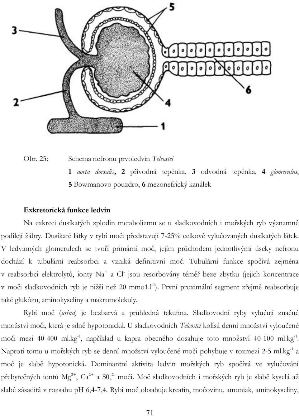 V ledvinných glomerulech se tvoří primární moč, jejím průchodem jednotlivými úseky nefronu dochází k tubulární reabsorbci a vzniká definitivní moč.