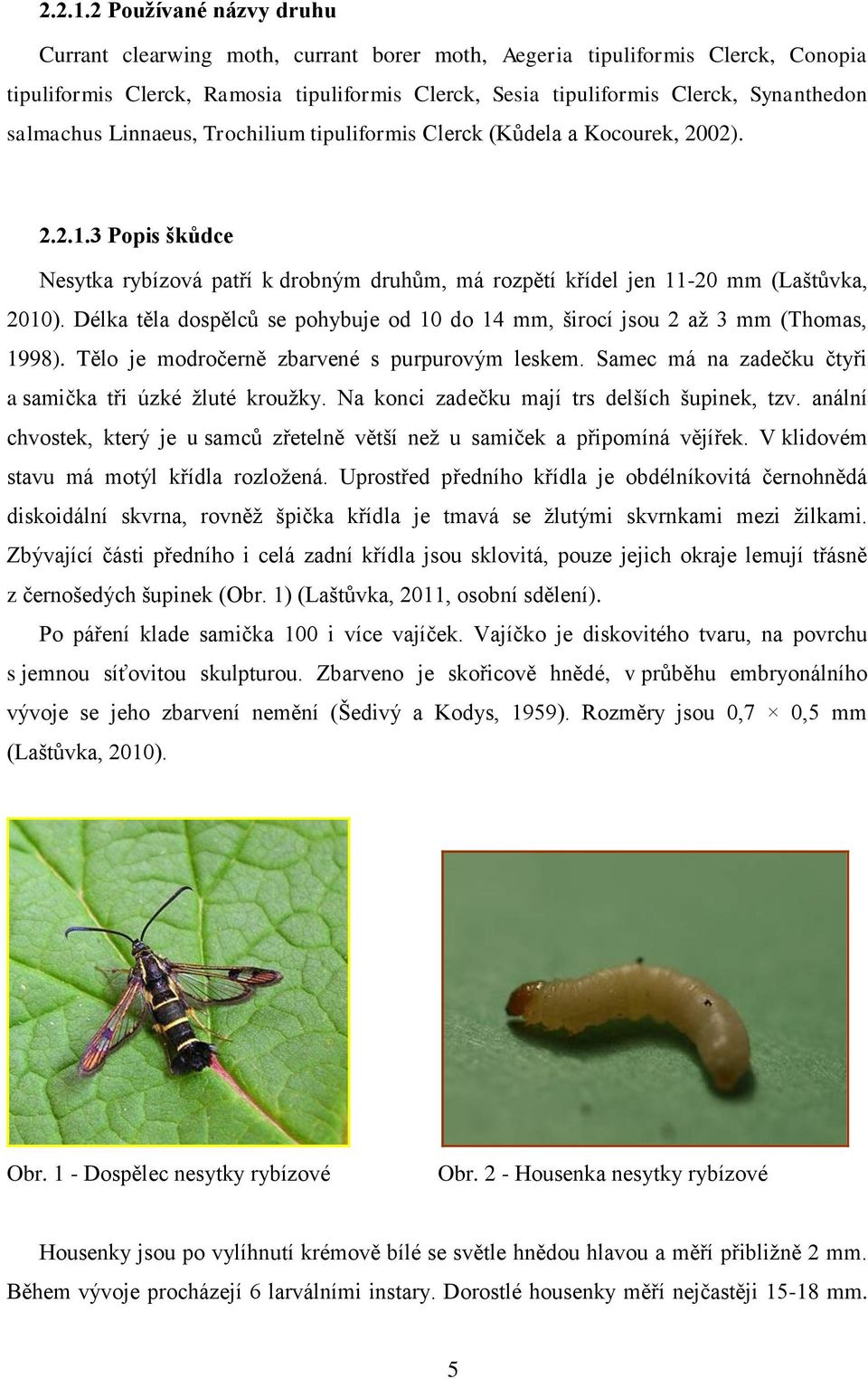 salmachus Linnaeus, Trochilium tipuliformis Clerck (Kůdela a Kocourek, 2002). 3 Popis škůdce Nesytka rybízová patří k drobným druhům, má rozpětí křídel jen 11-20 mm (Laštůvka, 2010).