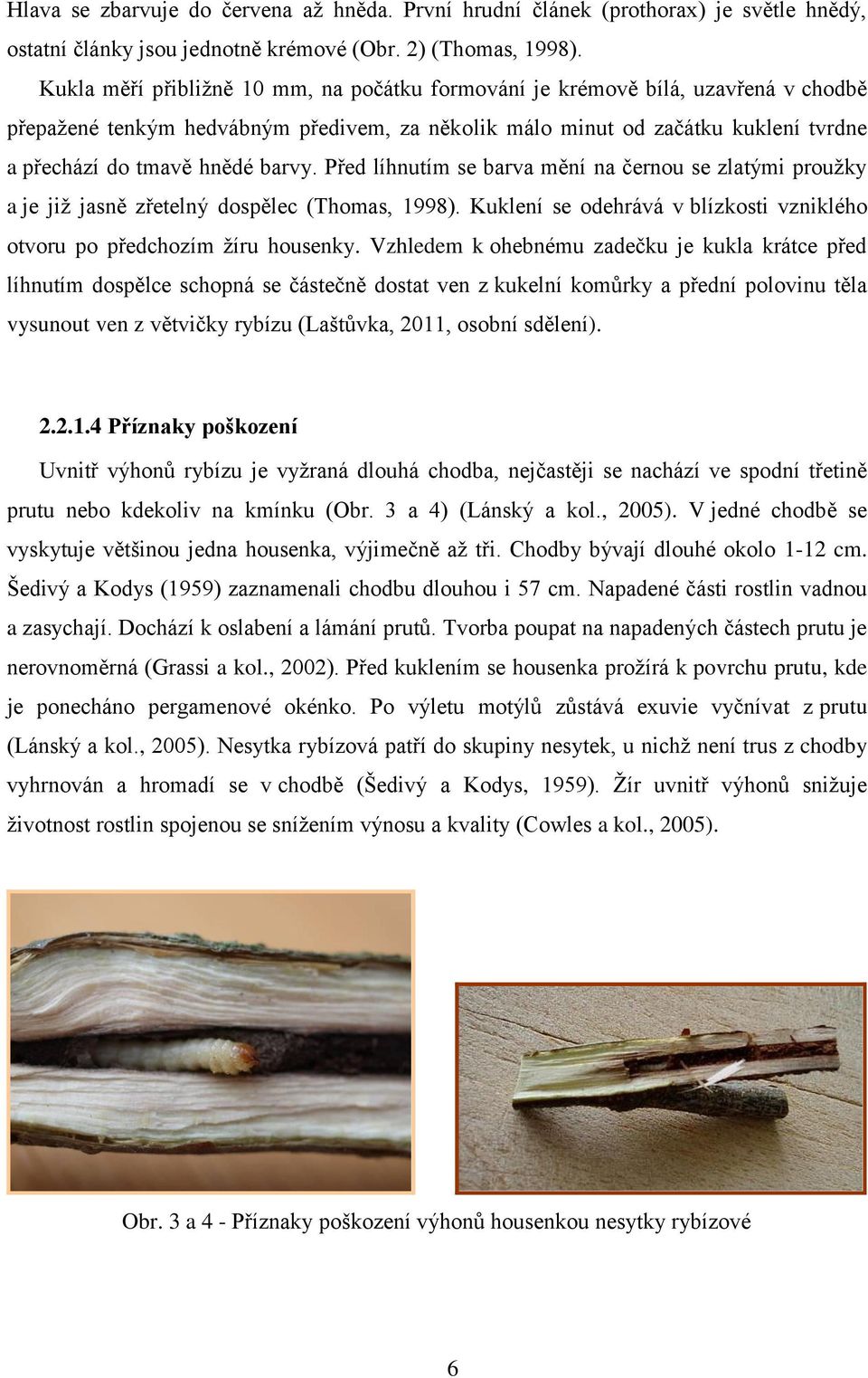 barvy. Před líhnutím se barva mění na černou se zlatými prouţky a je jiţ jasně zřetelný dospělec (Thomas, 1998). Kuklení se odehrává v blízkosti vzniklého otvoru po předchozím ţíru housenky.