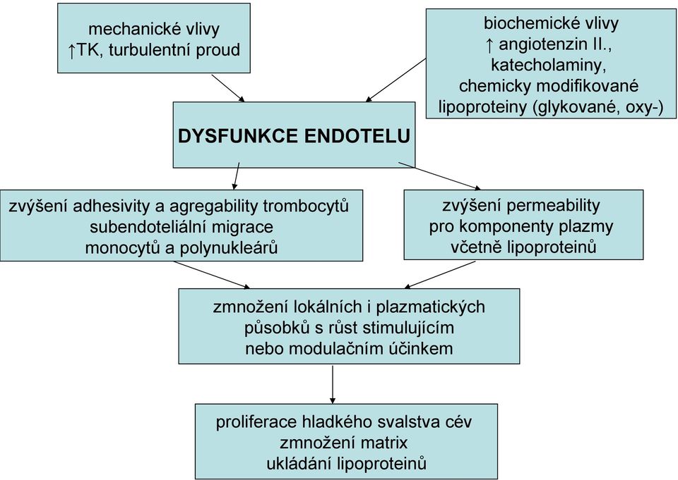 subendoteliální migrace monocytů a polynukleárů zvýšení permeability pro komponenty plazmy včetně lipoproteinů