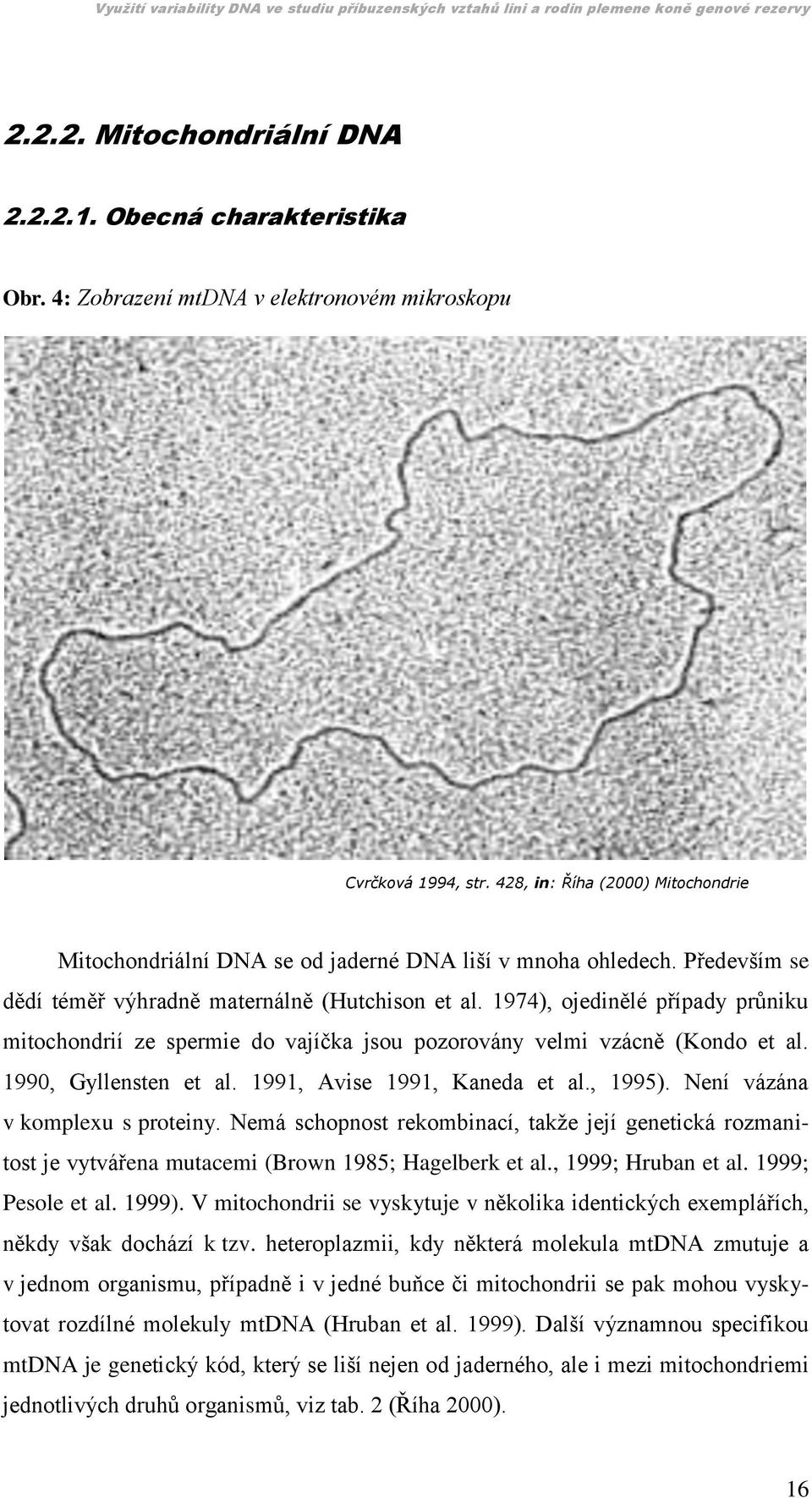 1974), ojedinělé případy průniku mitochondrií ze spermie do vajíčka jsou pozorovány velmi vzácně (Kondo et al. 1990, Gyllensten et al. 1991, Avise 1991, Kaneda et al., 1995).