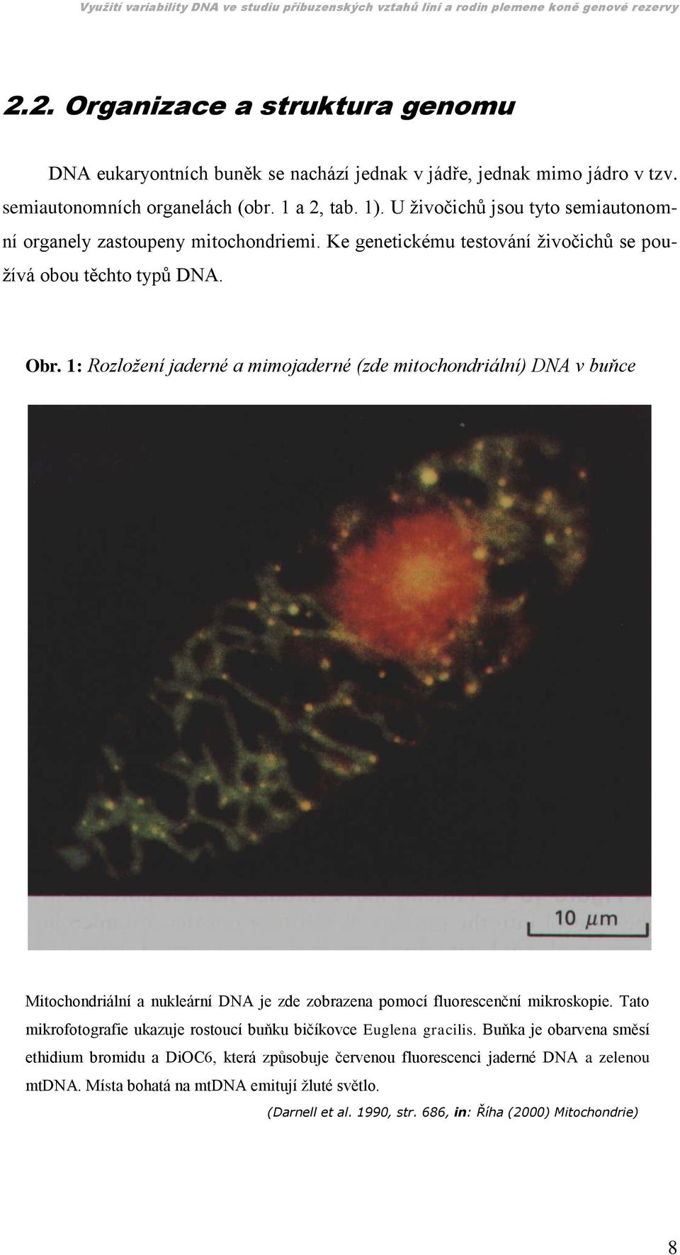 1: Rozložení jaderné a mimojaderné (zde mitochondriální) DNA v buňce Mitochondriální a nukleární DNA je zde zobrazena pomocí fluorescenční mikroskopie.