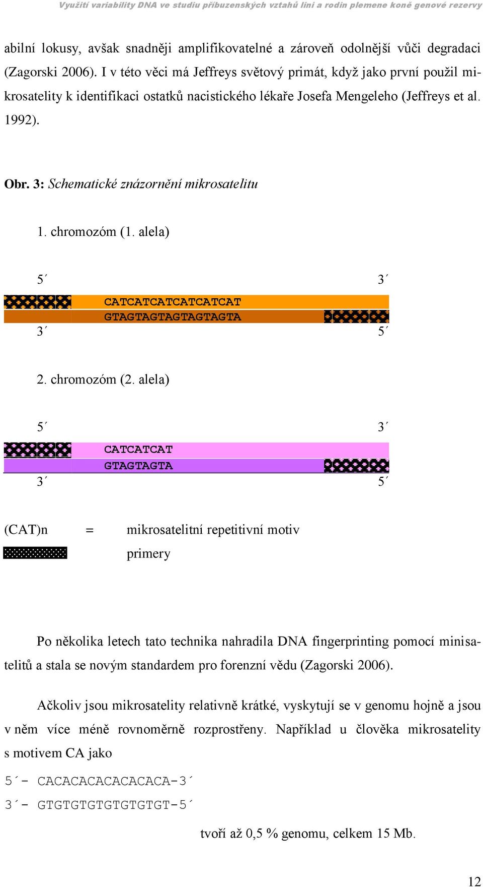 3: Schematické znázornění mikrosatelitu 1. chromozóm (1. alela) 5 3 CATCATCATCATCATCAT GTAGTAGTAGTAGTAGTA 3 5 2. chromozóm (2.