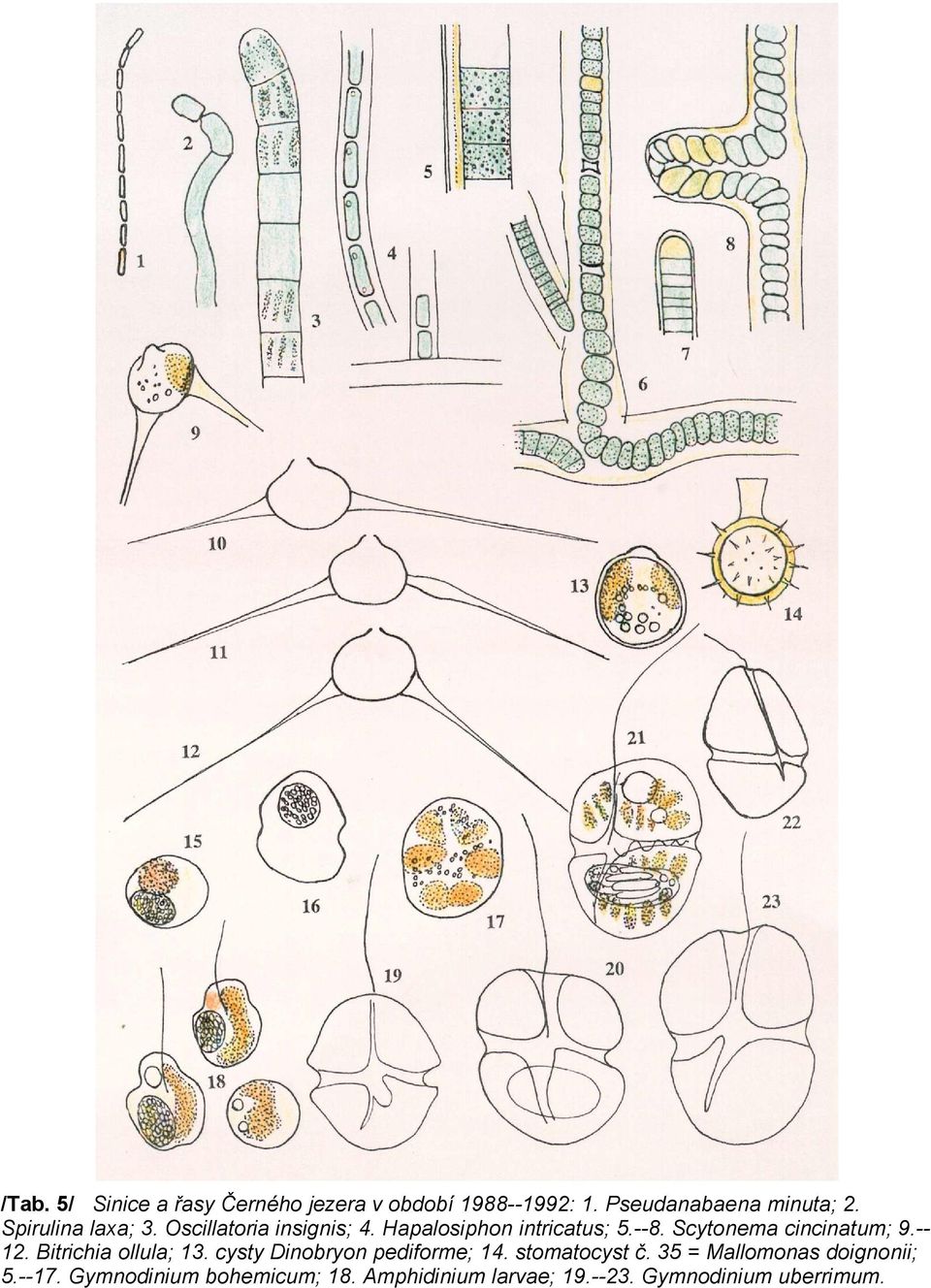 Scytonema cincinatum; 9.-12. Bitrichia ollula; 13. cysty Dinobryon pediforme; 14.