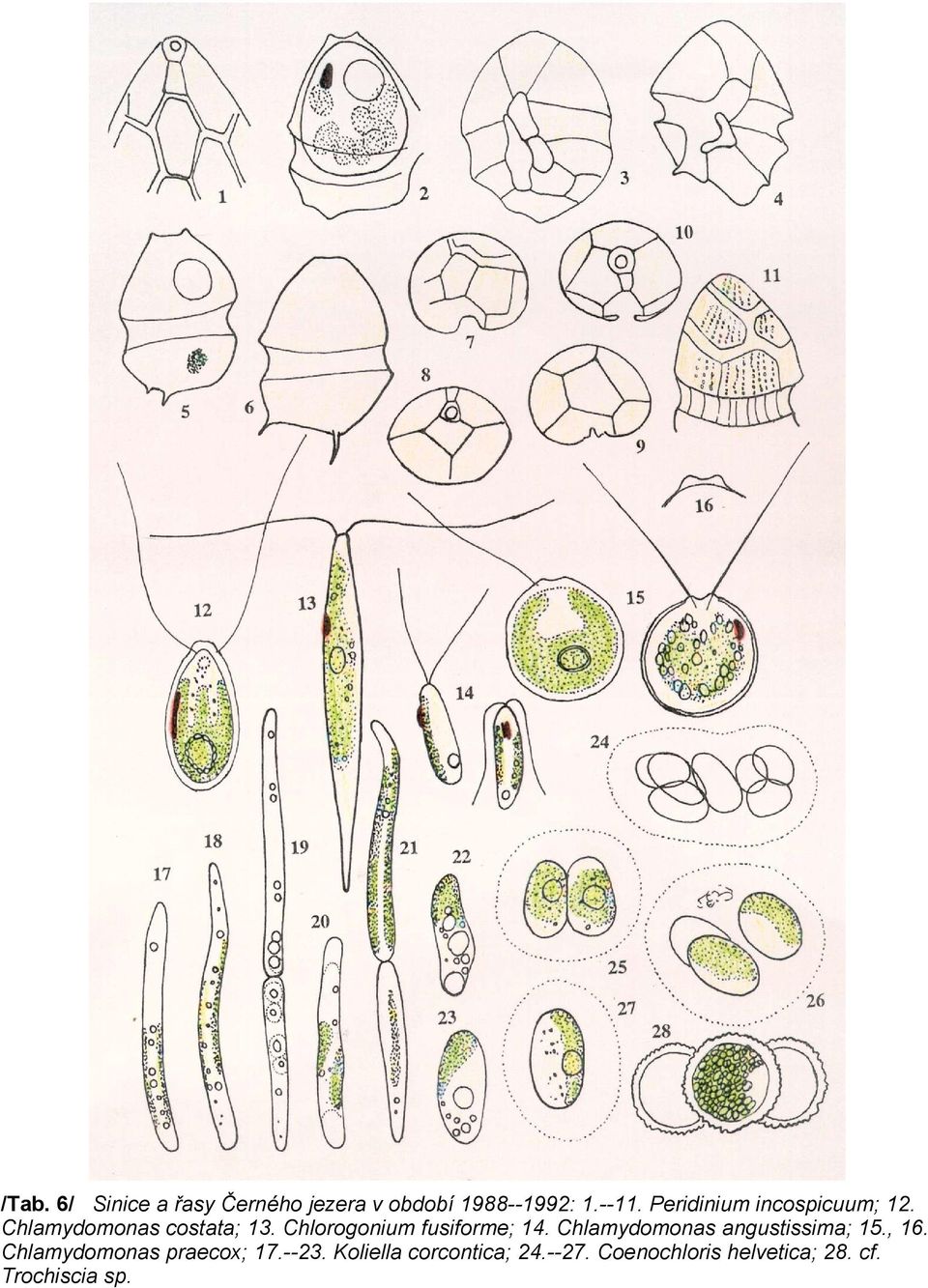 Chlorogonium fusiforme; 14. Chlamydomonas angustissima; 15., 16.